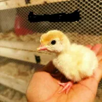 جوجه بوقلمون بیوتی/ پشتیبانی صفر تا صد/فوق سنگین