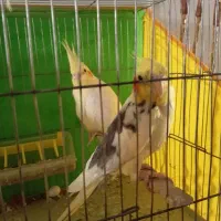 دو جفت عروس هلندی نرو ماده ضمانتی