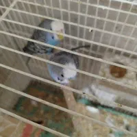 مرغ عشق ساده