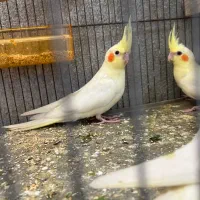 عروس هلندی گلباقالی