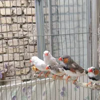 فنچ