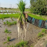 بذر فجر سوزنی 90روزه