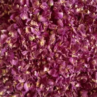 گل محمدی