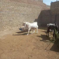 فروش ۷ راس بز ونربز پاکستانی