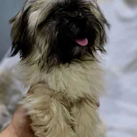 فروش این خوشگلای دوس داشتنی