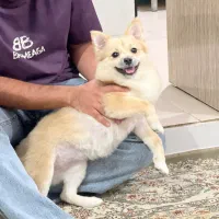 سگ اشپیدز پامر