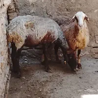 دوراس میش کردی جوان سالم