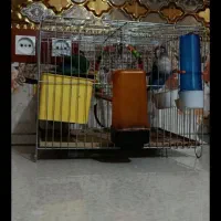 کوتوله آماده تخم