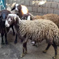 کاور نر|حیوانات مزرعه|سارال, |دیوار