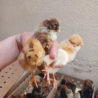 جوجه سلطان و کاکلی ورسمی محلی