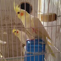 عروس هلندی