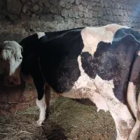 گاو  با گوساله‌ی سیمیتال