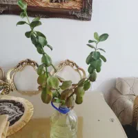 قلمه گل قاشقی معاوضه