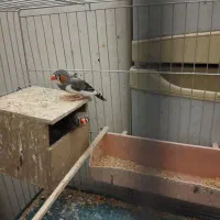 جفت فنج زبرا نروماده
