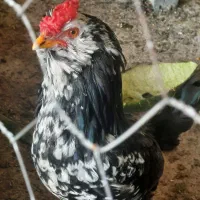 خروس مرغ گلین معاوضه با نیمچه مرغ