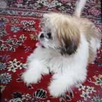 پارساباد