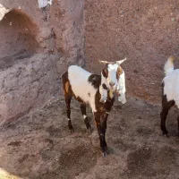 بز پاکستانی