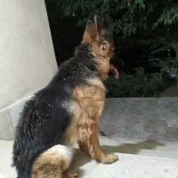 سگ ژرمن