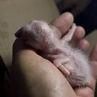 فروش جوجه ماکائو