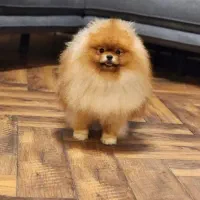 سگ توله پامرانین پامر خرسی pomeranian کیفیت بالا