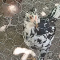 خروس گلین اصل وشرط سالمی