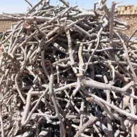 خریدار چوب پسته هستم