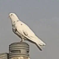 ماده خال پیس