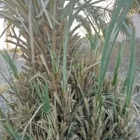 جنگ درخت مضافتی محلی