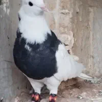 کبوتر طوقی بدون پر غلط