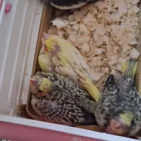 جوجه عروس سرلاکی