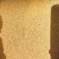 بذر یونجه درجه یک