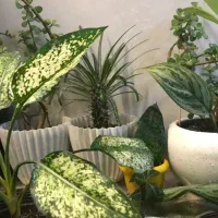 گل طبیعی|گل و گیاه طبیعی|رشت, شهرک صبا|دیوار