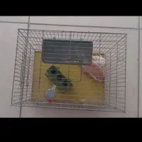 قفس پرنده