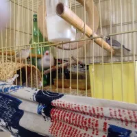 فنچ باقفس|پرنده|تهران, کیانشهر|دیوار