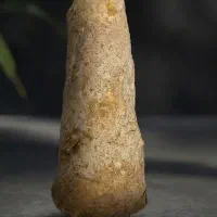 گل شور کبوتر (ایران پرنده)