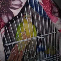 طوطی گرینچیک سرلاکی