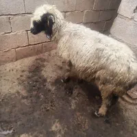 یک عدد میش شاخی  نزدیک زاه