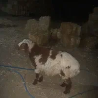 بره نر ۷ماهه