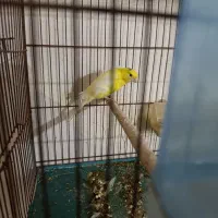 قناری  زرد نر