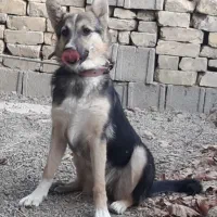 سگ ژرمن
