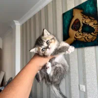 بریتیش و اسکاتیش بلک گلد