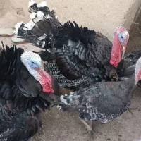 بوقلمون