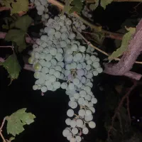 غوره انگور