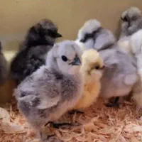 جوجه برهما