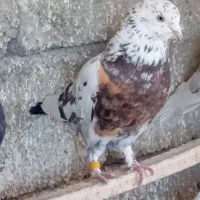 سه تار نر گردن کلفت