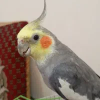 عروس هلندی کشیده دستی و سخنگو