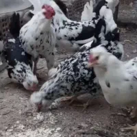 مرغ گلین