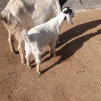 بز زاییده|حیوانات مزرعه|تربت جام, شهید مدرس|دیوار