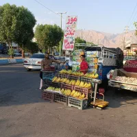 موز اکوادوری