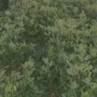 یونجه تمام برگ